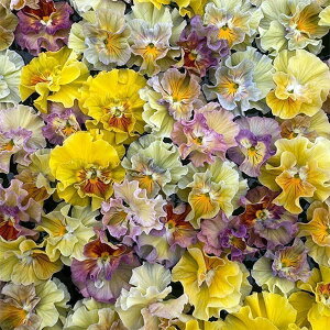 Ԃ̕c/pW[rIit炫jFACN[3.5|bg