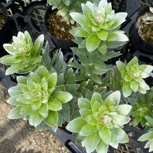 Ԗ ؂̕c/~eXFVo[5|bg