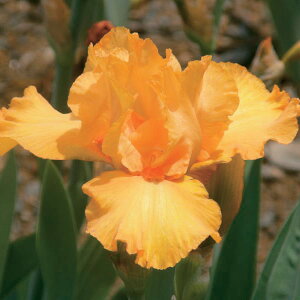 Ԃ̕c/W[}ACXFelV[|[3.5|bg