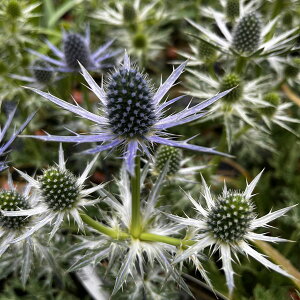 Ԃ̕c/GWEFrbOu[3.5|bg