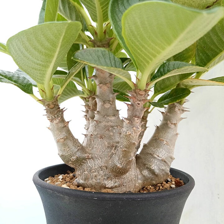 楽天市場】観葉植物/[送料無料]パキポディウム ウィンゾリー実生 3.5号  