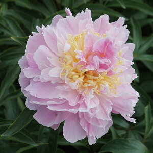 Ԃ̕c/VNNi䉖jFhi4|bg