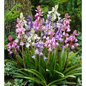 /V[F肪ˑ@ 6 3܃Zbg