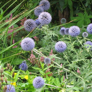 Ԃ̕c/GLmvXi^}AU~jFg@ejNX3|bg 3Zbg