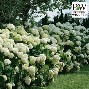 Ԗ ؂̕c/AWTCiAJjFAix@Of@N[5|bgiFAixW{j 3Zbg