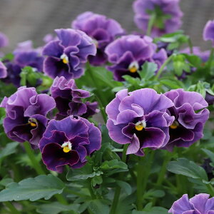 Ԃ̕c/MSKK[fփtWrIFa_NVbNJ[ڗFi肢j3-3.5|bg 6Zbg