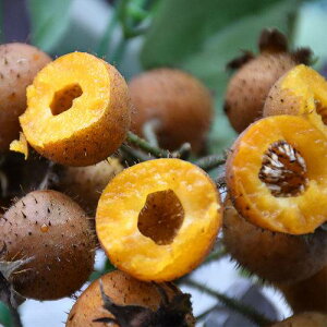 ʎ̕c/햳hi^liVc[[j4|bg