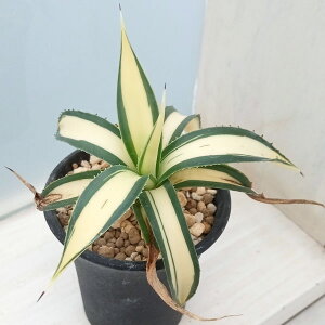 ϗtA/AKxFtBtF iς݁j 2.5A23-02