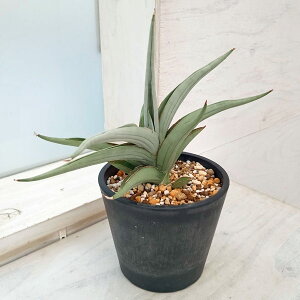 ϗtA/i킯jTZxAFX_X 4A23-04