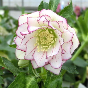 NX}X[YFԈ߁i͂Ȃj3.5|bg