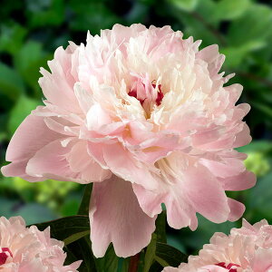 Ԃ̕c/VNNi䉖jF A[eBG@4|bg