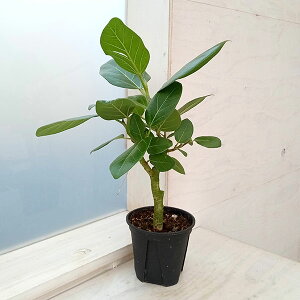 観葉植物 フィカスベンガレンシス」の人気商品一覧・価格比較 - 価格.com