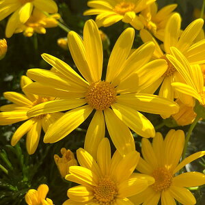 Ԃ̕c/IvXf[W[F{r[3-3.5|bg 12Zbg