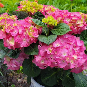 Ԗ ؂̕c/AWTCFHBAfB@tBI[ [Y5|bg