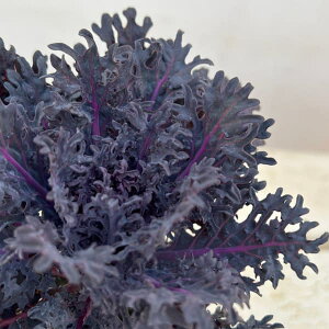 Ԃ̕c/n{^FVo[3-3.5|bg