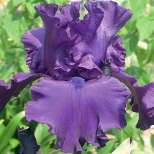 Ԃ̕c/W[}ACXF[S[^[3.5|bg