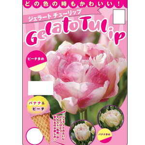 /`[bvFWF[g`[bv@oiis[`3 2Zbg