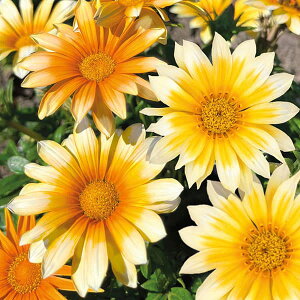 Ԃ̕c/KUjAFTj[TChAbv3.5|bg