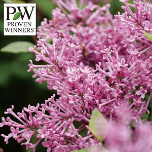 Ԗ ؂̕c/qCbNi킢CbNjFh[tp[v3.5|bg