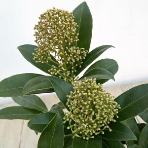 Ԗ ؂̕c/XL~AFtOgNEh 3.5A