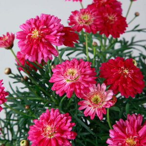 Ԃ̕c/}[KbgFt@C[NbJ[5A