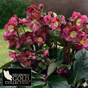 �N���X�}�X���[�Y�F*HGC Ice N�froses �X���K�N �C�^���A�[�m �x�m�b�^4.5���|�b�g