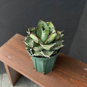 �ϗt�A��/�i�킯��������j�A�K�x�F�`�^�m�^ �u���b�N�A���h�u���[ �Z���N�g�� 4�����A��23-02