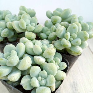 ϗtA/Z_FVg̎ieVmVYNj2.5|bg