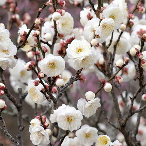 Ԗ ؂̕c/niEiԔ~jFʉOi܂ڂj~͎d4A