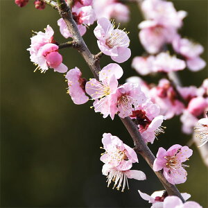 Ԗ ؂̕c/niEiԔ~jFmӁi~`Vxj~͎d4A