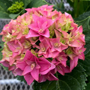 Ԗ ؂̕c/AWTCFSiIjKV}j3`3.5|bg