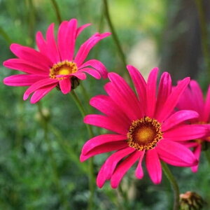 Ԃ̕c/rW[}FK[lbg3-3.5|bg