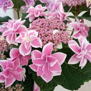 Ԗ ؂̕c/AWTCFgizVO~j 3-3.5|bg