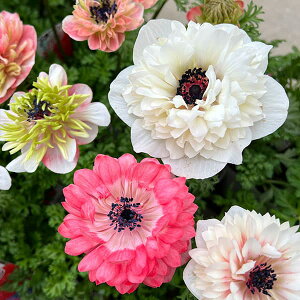 Ԃ̕c/AllFzXԁiJjT[~bNX3.5|bg