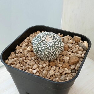 ϗtA/i킯jAXgtBcF V^Cv 6cmXNGA23-15