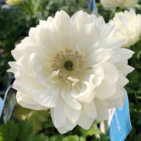 草花の苗/アネモネ：パールホワイト3-3.5号ポット