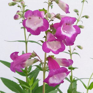 Ԃ̕c/yXeFAxXN oCIbg3.5|bg