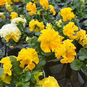 Ԃ̕c/pW[it炫jFt[c{{iCG[nj3|bg 6Zbg