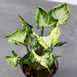 ϗtA/VSjEFVNn[g@3|bg