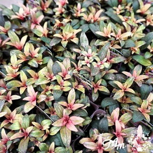 Ԃ̕c/LM\EiJ[[tjFu[W[3|bg 12Zbg