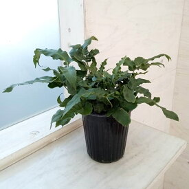 観葉植物/ドリオプテリス：シーボルティ　5号鉢植え