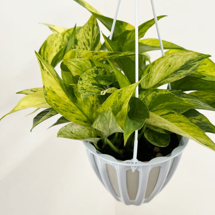 楽天市場】観葉植物/ポトス：テルノシャララ 5号吊り鉢植え : 園芸 