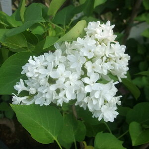 Ԗ ؂̕c/CbNF}_Cl6|bg