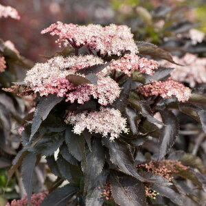 Ԗ ؂̕c/mjgRiG_[t[jFubN^[5|bg