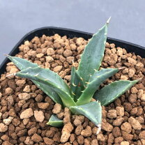 楽天市場】アガベ ユタエンシス ユタエンシスの通販 