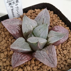 ϗtA/nI`AFO[EbfB×EB[NGh 2.5p|bg