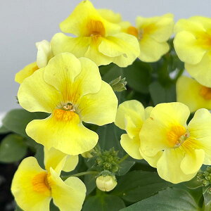 Ԃ̕c/lVAFtt CG[3.5|bg