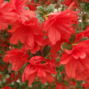 Ԗ ؂̕c/ccWFGLV}ccWidj4|bg