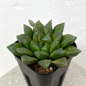 ϗtA/nI`AFDPi14 Iuc[Tzj 8cmXNGA