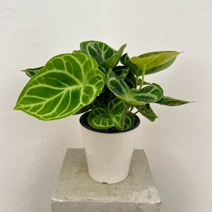 ϗtA/[UEt@[ZNg]AXEFhL@5A